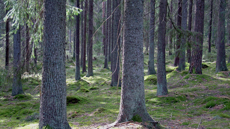 Granskog med trästammar och mossa i förgrunden