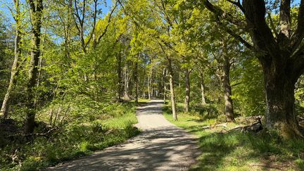 Promenadväg mellan träd och buskar.