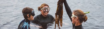 Tre tjejer med våtdräkter plockar tång i havet