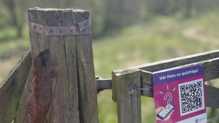 En rosa och lila skylt med texten Här finns en quizfråga. Skylten sitter på en trägrind.