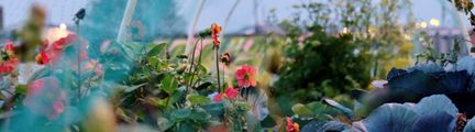 Blommor och grönska inne i ett växthus