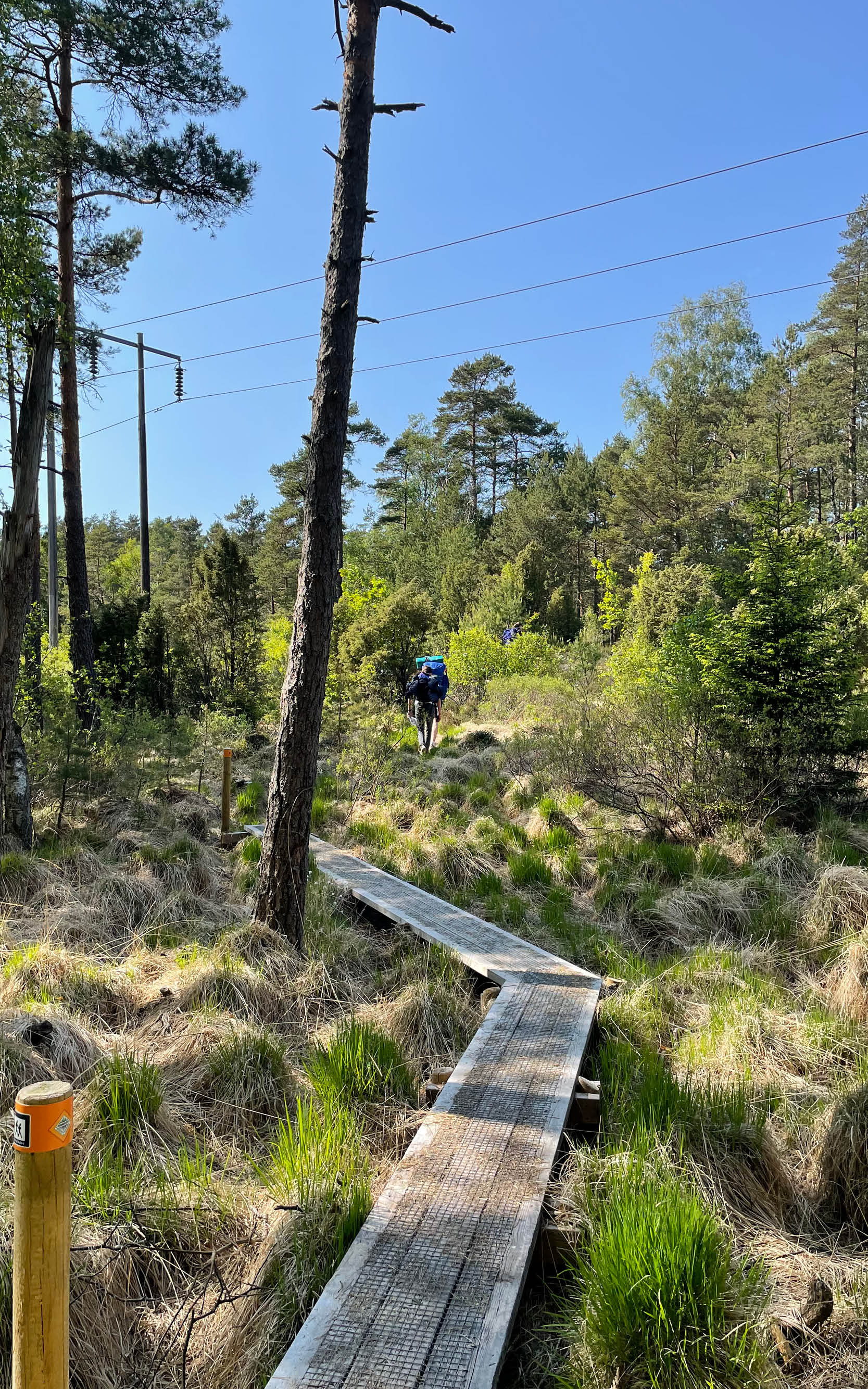 Vandringsled i skogen