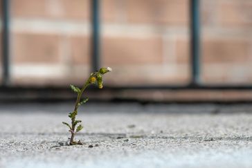 En blomma bryter sig ut genom asfalt och växer fram