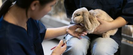 Elever klipper klor på en kanin