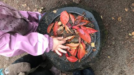 Barnhänderplockar med röda löv i en hink i utomhusmiljö.