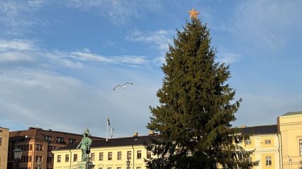 Gran på Gustaf Adolfs Torg.