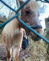 En häst bakom ett staket.