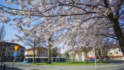 Blommande körsbärsträd  på Mariaplan. Foto Göteborgs Stad.