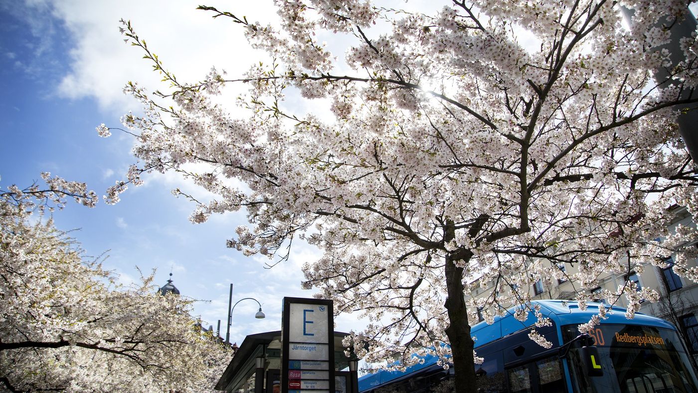 Körsbärsblomning vid Järntorget. Foto Frida Winter.