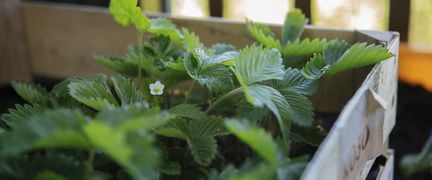 Jordgubbsplantor i en trälåda.