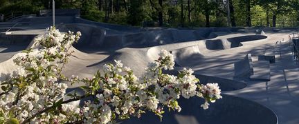 en kvist med äppleblommor fram för actionparken