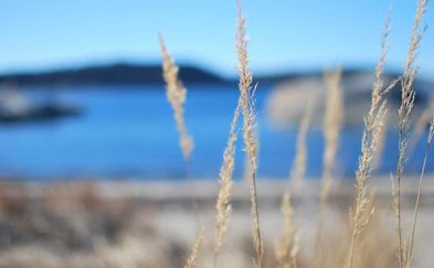 Några vasstrån med havet i bakgrunden