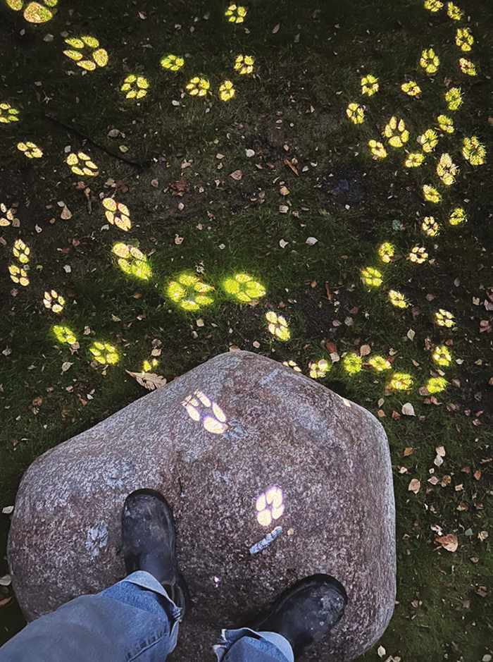 Tv&aring; f&ouml;tter syns ovanifr&aring;n, de st&aring;r p&aring; en sten. P&aring; stenen och marken nedanf&ouml;r ses djursp&aring;r som projiceras i en stark gulgr&ouml;n f&auml;rg.