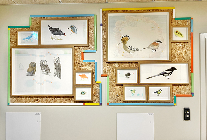 Tre anslagstavlor med m&aring;nga detaljerade och realistiska teckningar av f&aring;glar.