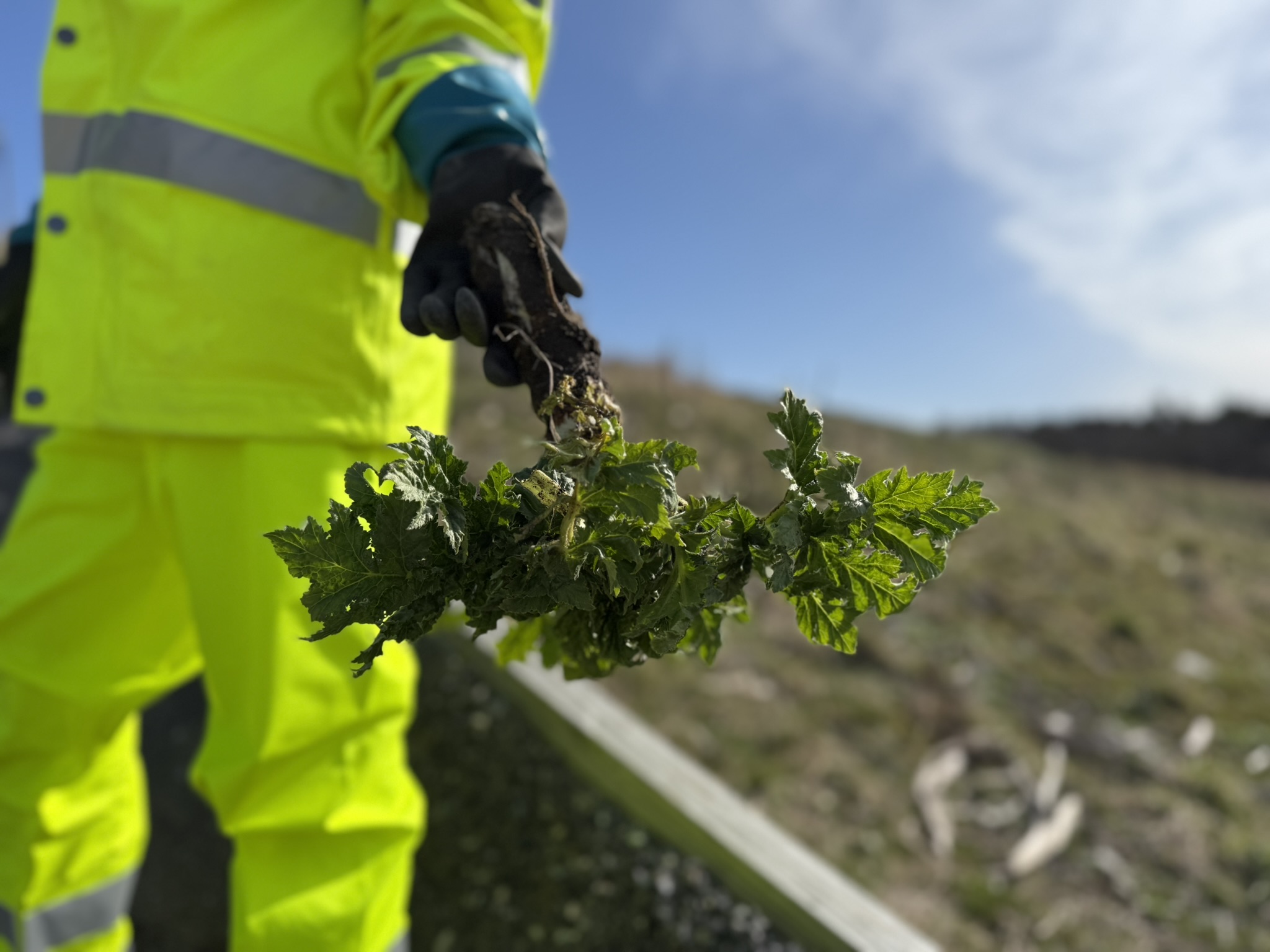 Jätteloka