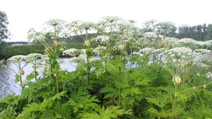 Jätteloka växande vid vatten