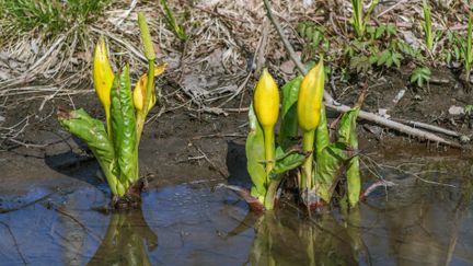 Gul skunkkalla som växer i vattenbrynet