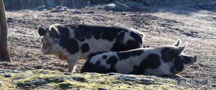 Två linderösssvin vilar på marken.
