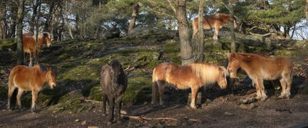 Sex gotlandsruss står och blundar på en kulle.