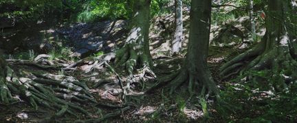 Rötter från träd som slingrar sig fram över backig markyta.