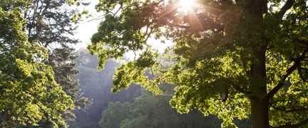 Sol lyser genom trädkronor.