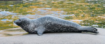 En knubbsäl ligger på en sten som sticker upp ur vattnet.