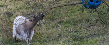 A Jämtland goat eating twigs of a tree.