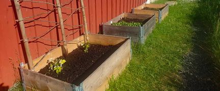 Odlingslådor med plantor mot en röd husvägg.