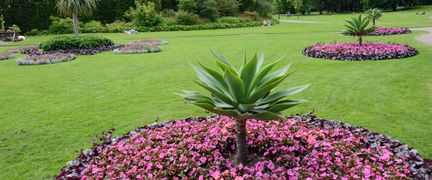 Gräsmatta med flera runda planteringar av olika växter.