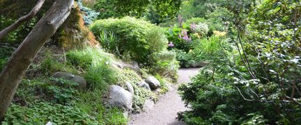 Lummig stig med grönska runt omkring.