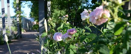 Närbild på rosa rosor.