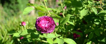 Närbild på mörkt rosa ros med täta blad.