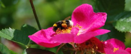 Närbild på en humla på en rosa blomma.