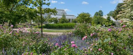 Buskage av rosbuskar i förgrunden, med Palmhuset och en damm i bakgrunden.