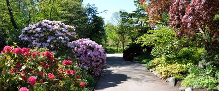 En gång i Trädgårdsföreningen med träd, buskar och blommor i olika färger på båda sidorna om den.