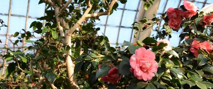 Närbild på rosa blommande kamelior.