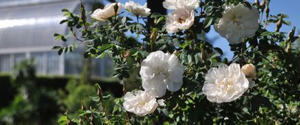 Närbild på vita rosor, med Palmhuset i bakgrunden.