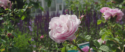 Närbild på rosa ros.