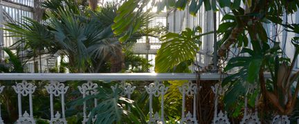 Balkongräcke i vitt gjutjärn inne i Palmhuset.