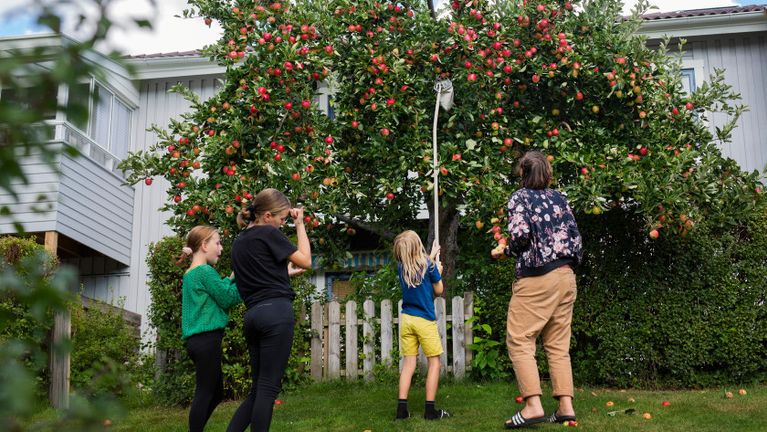 re barn i olika åldrar och en vuxen står runt ett äppelträd och plockar med hjälp av ett redskap röda äpplen från ett äppleträd i en trädgård.