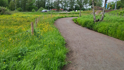 Vildvuxet gräs längs gångväg i naturområde