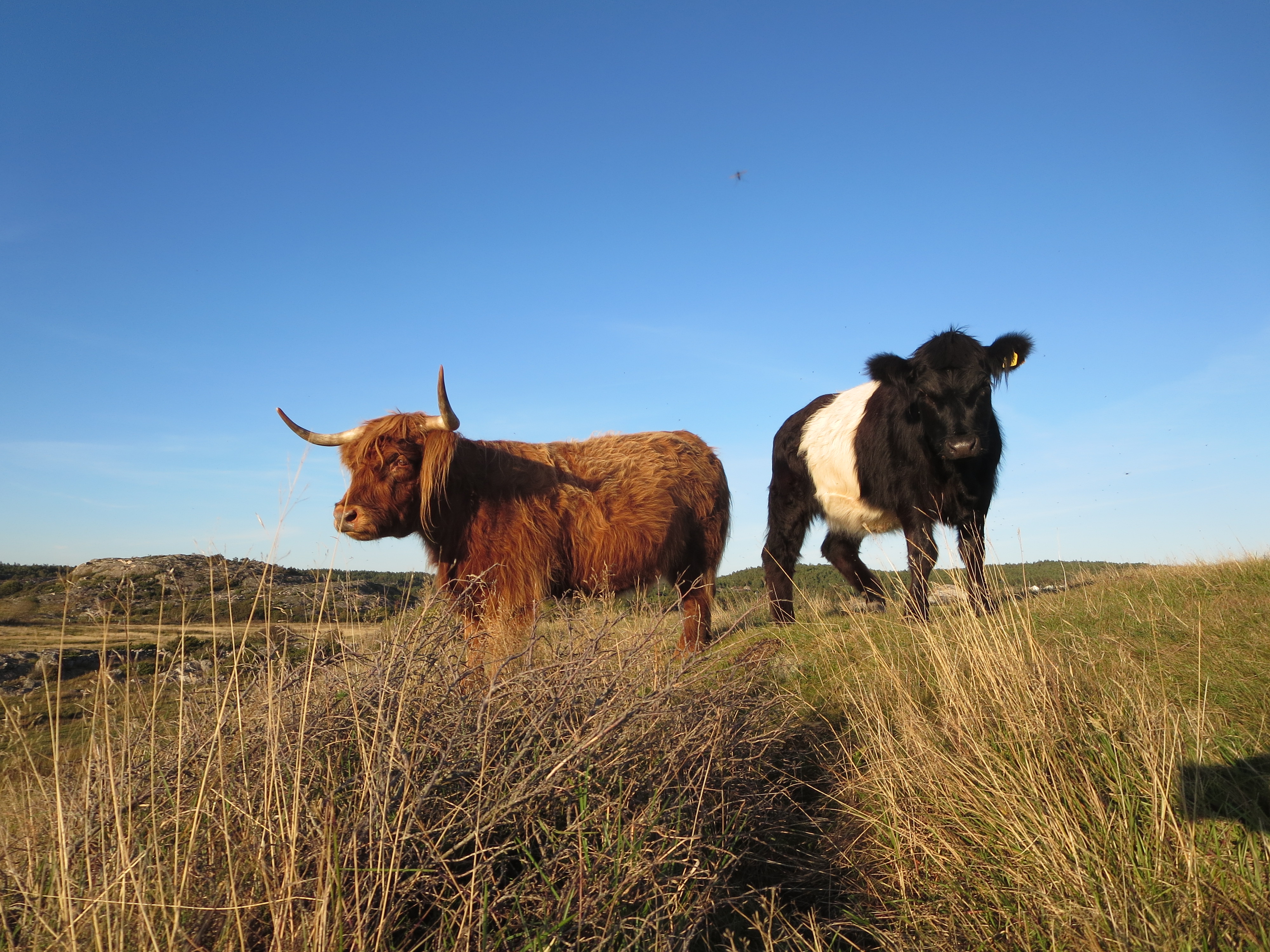 Snart flyttar betesdjuren in i hagarna – och gör plats för fler arter