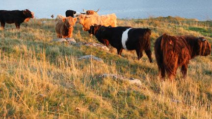 Naturbetande kor av arten Highland Cattle