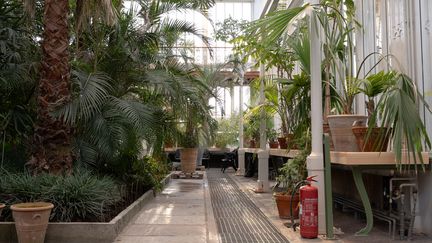 En gång i ett växthus med höga, gröna exotiska växter.