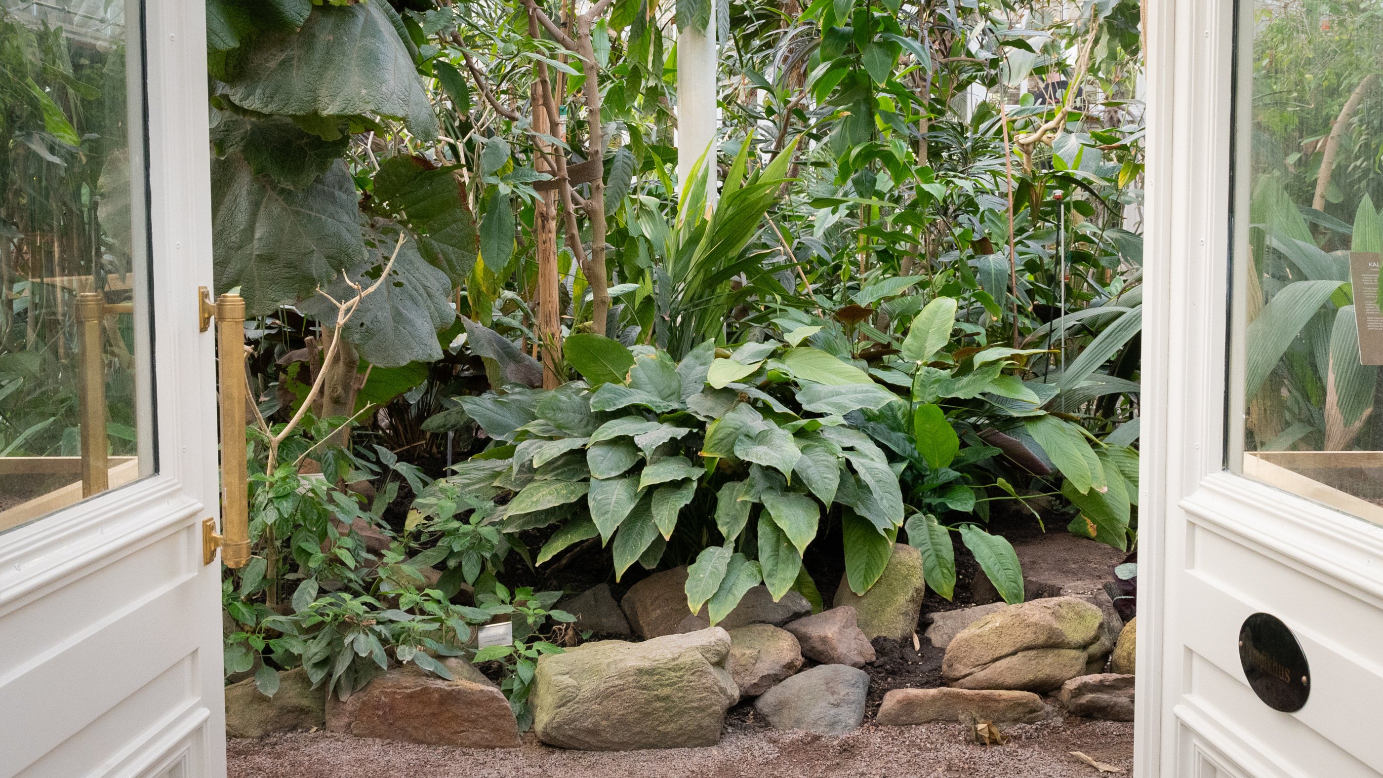 Två vackra trädörrar öppnas emot prunkande gröna exotiska växter.