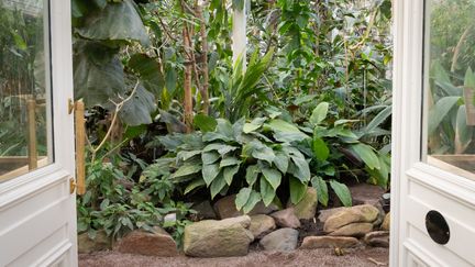 Två vackra trädörrar öppnas emot prunkande gröna exotiska växter.