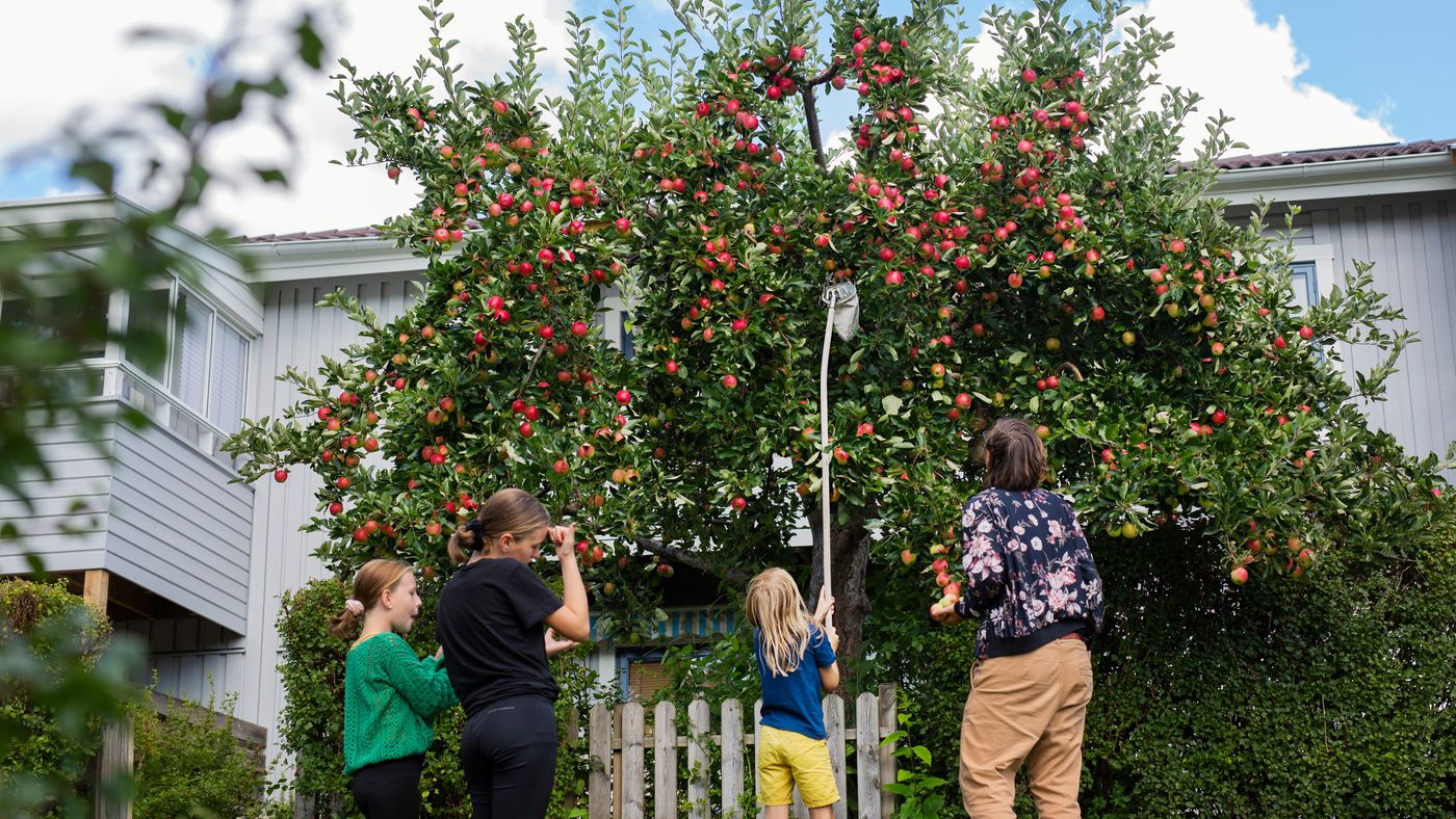 Fyra personer plockar äpplen från ett äppelträd.