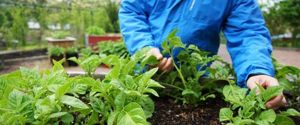 En person odlar i en pallkrage.