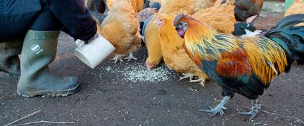 En person matar hönsen.