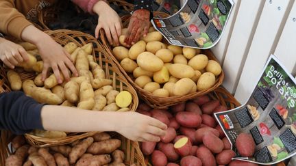 Eleverna får klämma och känna på potatisar i olika färg och form. – Är det här ens en potatis, frågar en elev i förstaklass om den mörkblåa potatissorten ”Le Vitelotte”. Foto: Annelie Alsbjer.